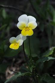 Attēlu rezultāti vaicājumam “Viola tricolor”