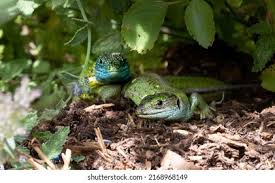 Attēlu rezultāti vaicājumam “Lacerta vivipara female”