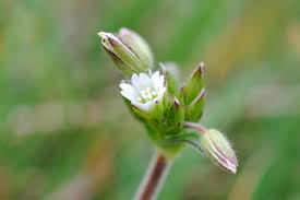 Attēlu rezultāti vaicājumam “Cerastium holosteoides”