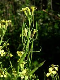 Attēlu rezultāti vaicājumam “Raphanus raphanistrum fruit”