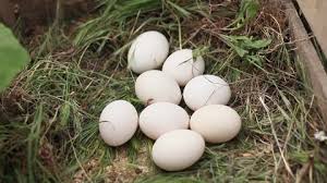 Attēlu rezultāti vaicājumam “Grus grus nest”