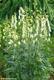Attēlu rezultāti vaicājumam “Aconitum napellus flower”