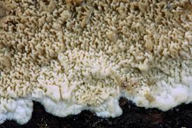 Attēlu rezultāti vaicājumam “Phlebia rufa”