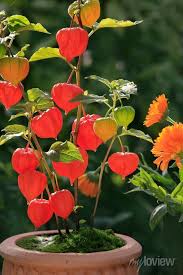 Image result for Lampionblume