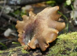 Attēlu rezultāti vaicājumam “Polyporus badius”