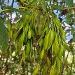 Attēlu rezultāti vaicājumam “Fraxinus excelsior fruit”