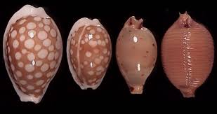 Attēlu rezultāti vaicājumam “Cribraria martinii”