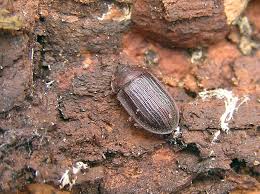 Attēlu rezultāti vaicājumam “Peltis grossa”