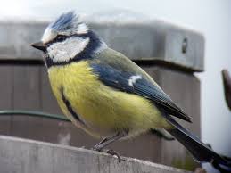 Image result for Cyanistes caeruleus