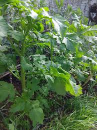 Attēlu rezultāti vaicājumam “Sinapis alba leaf”