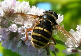 Attēlu rezultāti vaicājumam “Sericomyia silentis”