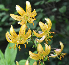Attēlu rezultāti vaicājumam “Lilium martagon bud”