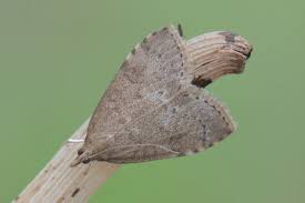 Attēlu rezultāti vaicājumam “Udea prunalis”