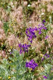 Image result for Consolida regalis