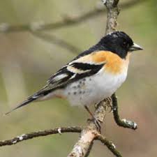 Attēlu rezultāti vaicājumam “Fringilla montifringilla male”