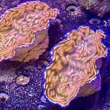 Image result for tridacna