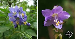 Attēlu rezultāti vaicājumam “Polemonium caeruleum flower”