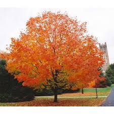 Attēlu rezultāti vaicājumam “Acer saccharinum”