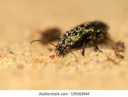 Attēlu rezultāti vaicājumam “Poecilus lepidus”