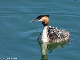 Attēlu rezultāti vaicājumam “Podiceps cristatus adult”