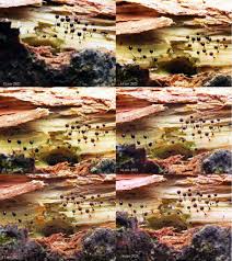 Attēlu rezultāti vaicājumam “Comatricha tenerrima young”