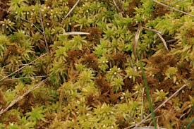 Attēlu rezultāti vaicājumam “Sphagnum fallax”