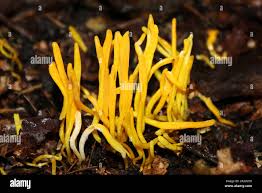 Attēlu rezultāti vaicājumam “Clavulinopsis helvola”