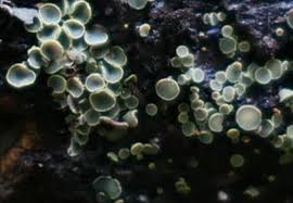 Attēlu rezultāti vaicājumam “Ionomidotis irregularis”