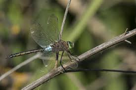 Attēlu rezultāti vaicājumam “Anax parthenope”