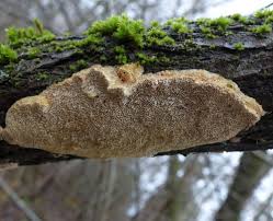 Attēlu rezultāti vaicājumam “Coriolopsis trogii”