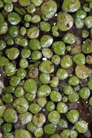 Attēlu rezultāti vaicājumam “Spirodela polyrhiza”