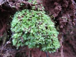 Attēlu rezultāti vaicājumam “Fissidens bryoides”