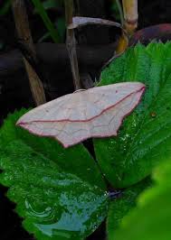 Attēlu rezultāti vaicājumam “Timandra comae”