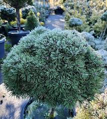 Attēlu rezultāti vaicājumam “Pinus mugo”