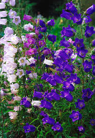 Image result for Campanula medium