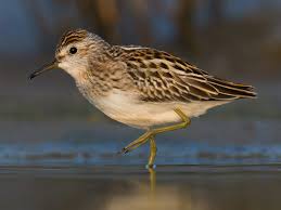 Image result for Calidris subminuta