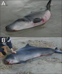 Image result for Kogia breviceps