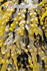 Attēlu rezultāti vaicājumam “Fucus vesiculosus”