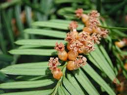 Attēlu rezultāti vaicājumam “Taxus baccata bud”