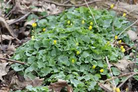 Attēlu rezultāti vaicājumam “Ficaria verna flower”