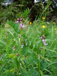 Attēlu rezultāti vaicājumam “Vicia sepium flower”