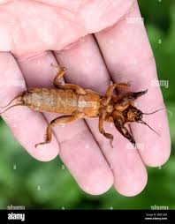 Attēlu rezultāti vaicājumam “Gryllotalpa gryllotalpa”