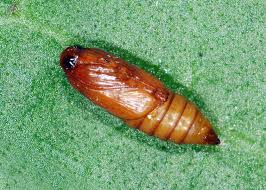 Attēlu rezultāti vaicājumam “Proutia betulina larva”