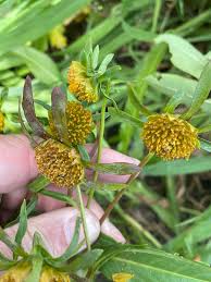 Attēlu rezultāti vaicājumam “Bidens cernua flower”