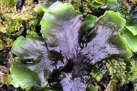 Attēlu rezultāti vaicājumam “Jungermanniopsida”