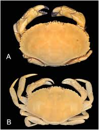 Image result for Cancer irroratus