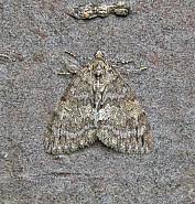 Attēlu rezultāti vaicājumam “Hydriomena impluviata”