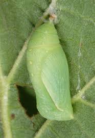 Attēlu rezultāti vaicājumam “Coenonympha glycerion underside”