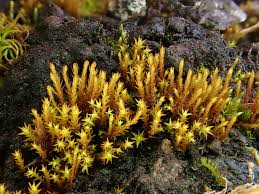 Attēlu rezultāti vaicājumam “Bryoerythrophyllum recurvirostrum sporophyte”