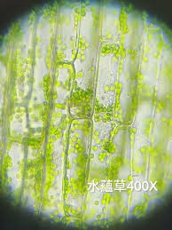 「水蘊草」的圖片搜尋結果